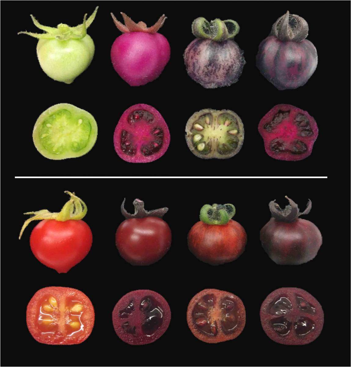 Unripe (top) and ripe (bottom) tomatoes. Regular tomatoes (far left) start out green and turn red when ripe. In contrast, genetically engineered tomatoes assume different shades of red-violet, depending on whether they produce betalains (second from left), pigments called anthocyanins (second from right) or betalains together with anthocyanins (far right)