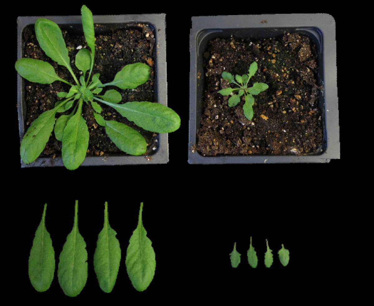 Genetically engineered Arabidopsis plant (right), containing 11 genes involved in cholesterol production, makes 15 times more cholesterol than regular Arabidopsis (left)