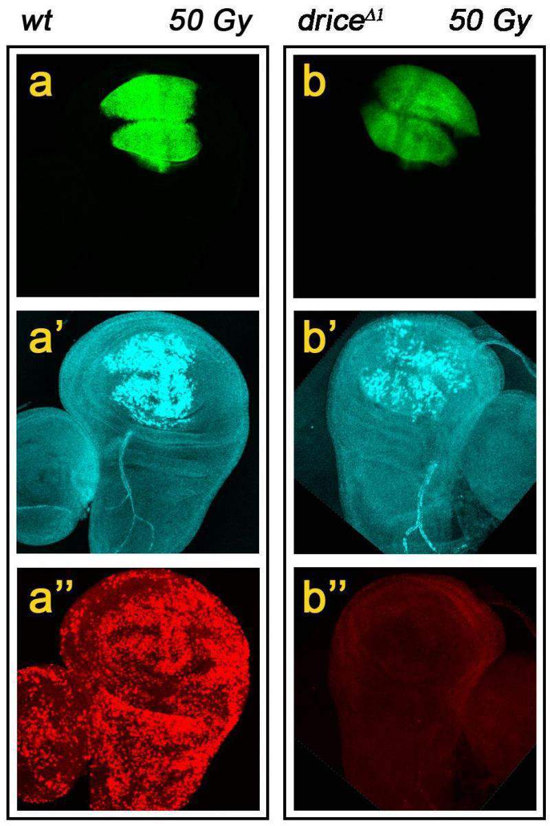 Budding wing from irradiated fruit fly larvae, magnified about 80 times; various aspects of apoptosis in a regular fly (left column) are compared with the mutant fly lacking the drice gene (right column). Upper row: “reporter” proteins are highlighted with green fluorescent protein; middle row: the cutting up of these reporter proteins by caspases; bottom row: numerous cells die by apoptosis in the regular fruit fly (left), whereas almost no apoptosis occurs in the fly lacking the Drice caspase (right)