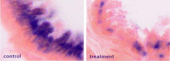 העכברים טופלו בתרופה שסילקה מהגוף את התאים המזדקנים (בכחול). משמאל: קבוצת הביקורת. מימין: הקבוצה שטופלה