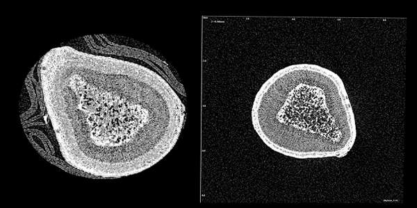 Micro-computer tomography scans of a lemon tree branch before (left) and after (right) a dry spell reveal dryness-induced differences in dense tissue (white) of the core and bark, as well as in tissue containing water (gray) and air (black)