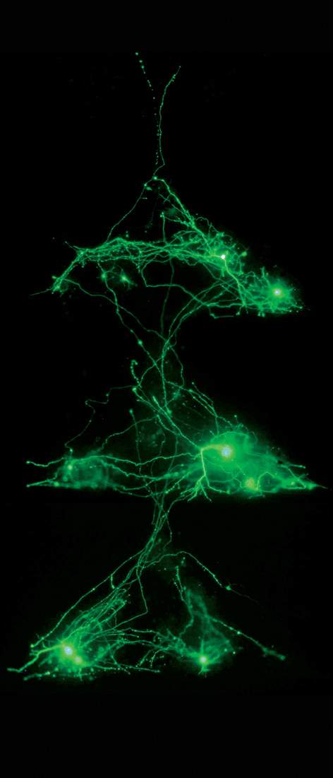 Circuits from nerve cells in the lab 