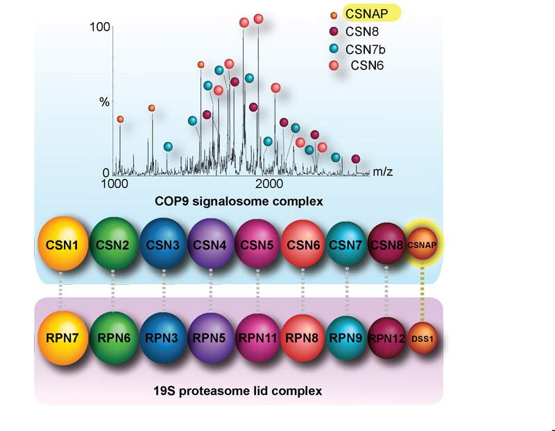 Top: Mass spectrometry, along with other methods, reveals that the protein CSNAP is the ninth subunit of the COP9 signalosome (CSN) complex. Bottom: COP9 complex subunits compared with those of the 19S proteasome suggest that CSNAP is the corresponding subunit to the smallest proteasome protein, filling in the puzzle of the “missing piece” 