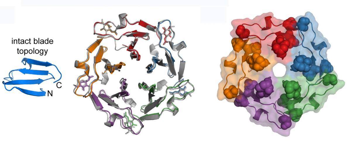 Blades stick together: the proposed evolution of a complete protein