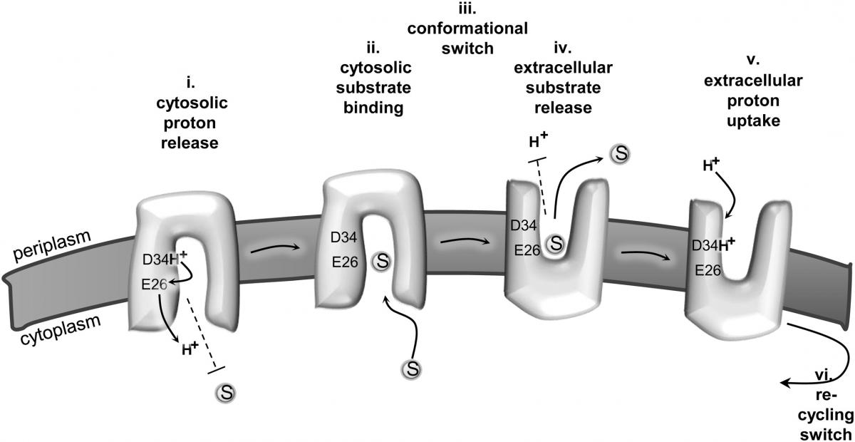 The scientists’ rendering of the process by which a cell imports protons and ejects antibiotics