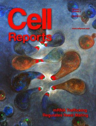 Cell Reports cover: Illustration by Dr. Rita Gelin-Licht showing yeast cells mating through extensions