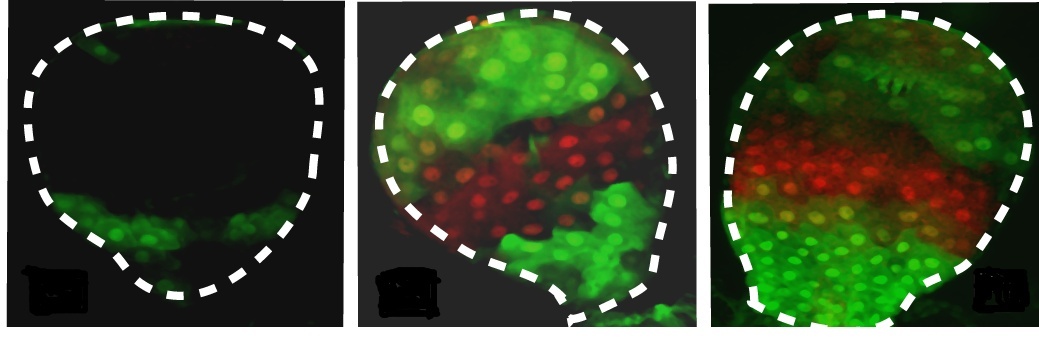 Inherited expression levels of the resistance gene (green) and the native gene (red), shown in the stomachs of unchallenged larva (left), challenged larva (center) and unchallenged larval offspring of challenged larvae, eight generations later (right)
