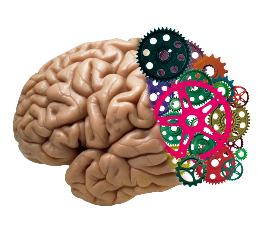 brain