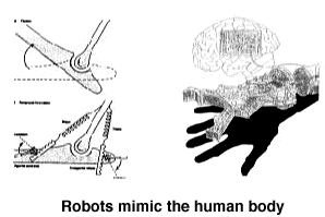 Robots mimic the human body
