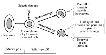 The key to tumor suppression: p53