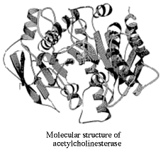 Molecular structure of AChE