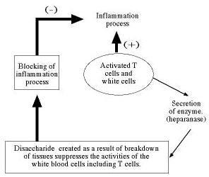 Inflammation process
