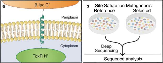 Measuring the energy of membrane proteins: a) A human membrane protein (helix) segment is inserted into a bacterial membrane, fused on either end to two markers for antibiotic selection: b-bactamase reports on insertion; ToxR on self-association in the presence of antibiotics. b) Bacteria bearing mutations at each point in the membrane segment (libraries) are grown on media carrying selective antibiotics. These libraries are grown and then extracted, and the DNA subjected to deep sequencing to reveal which proteins structures are successful 