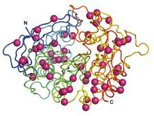 The crystal structure of human acetylcholinesterase (AChE) bearing 51 mutations (magenta spheres) that significantly increase its stability
