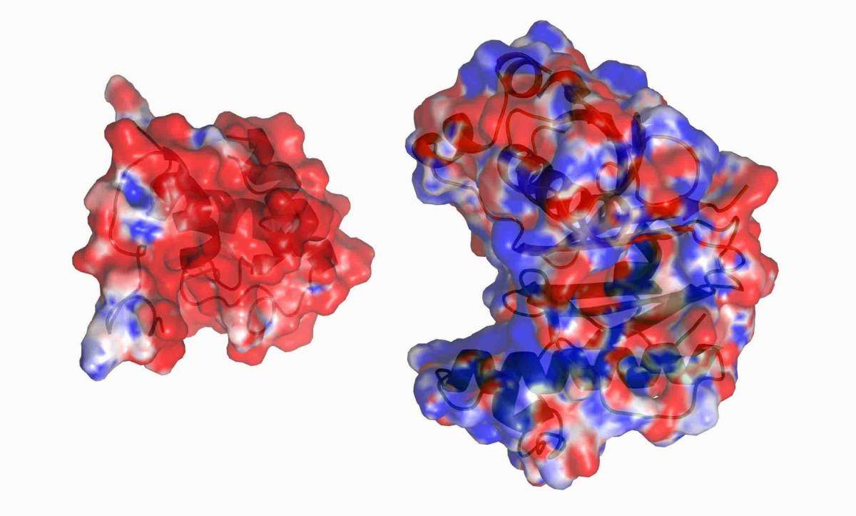 The PptT enzyme (right) interacting with another protein, AcpM (left). These two protein are found in the tuberculosis bacterial cell; the interaction between them helps protect the cell wall