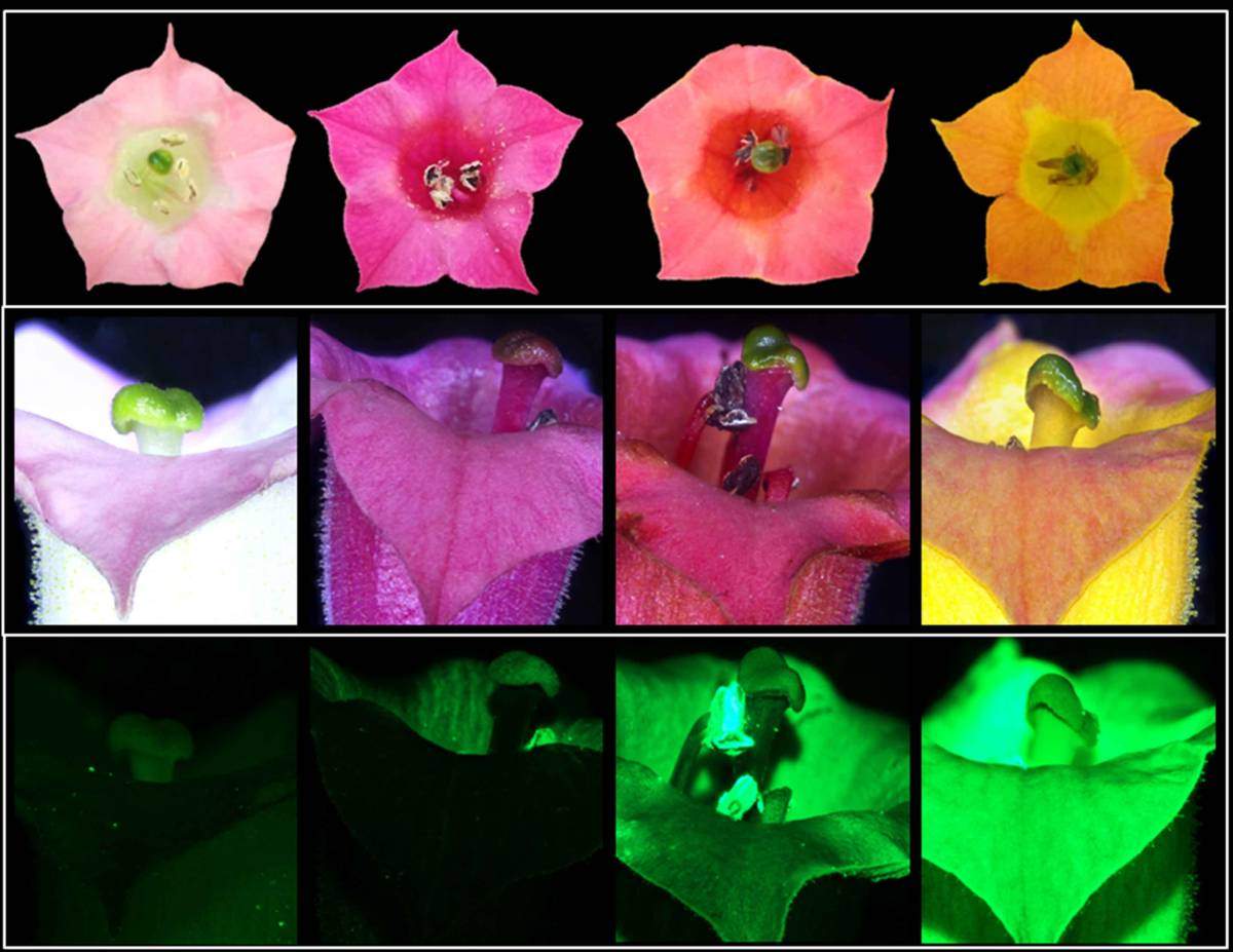 Tobacco flowers in nature are pale pink (far left), but can take on new colors (three images on the right) when genetically engineered to produce betalains