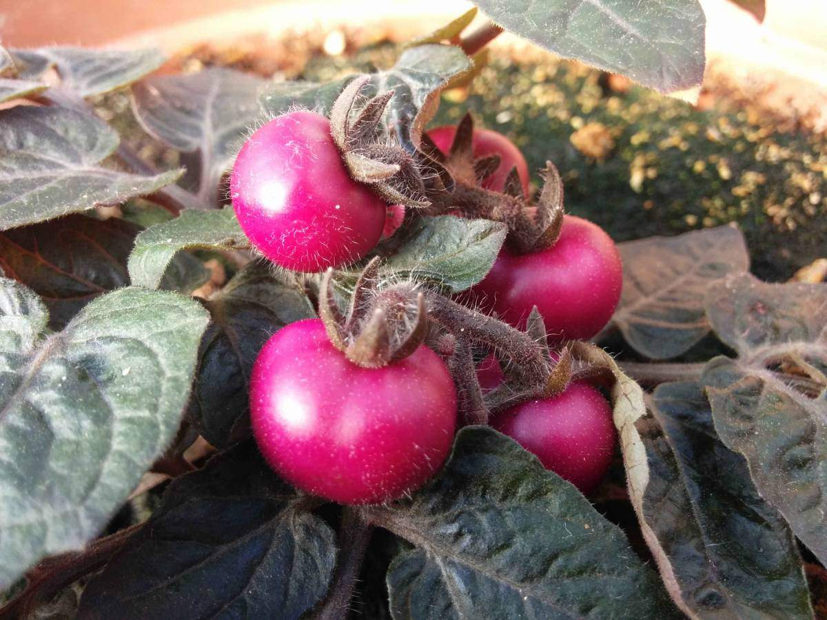 Tomatoes that have been genetically engineered to produce betalains only in the fruit, but not elsewhere in the plant