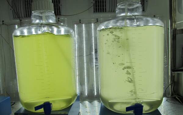 Algae grown in the lab, before (l) and after (r) alga-infecting viruses are introduced