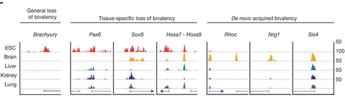 A search for bivalent epigenetic tagging on genes in various tissue types reveals distinct patterns for each. Embryonic stem cells (ESC), in particular, undergo dramatic changes in both amounts and tag pairs as they mature into adult cells 