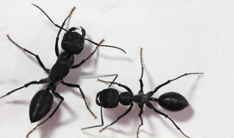 ant communcations