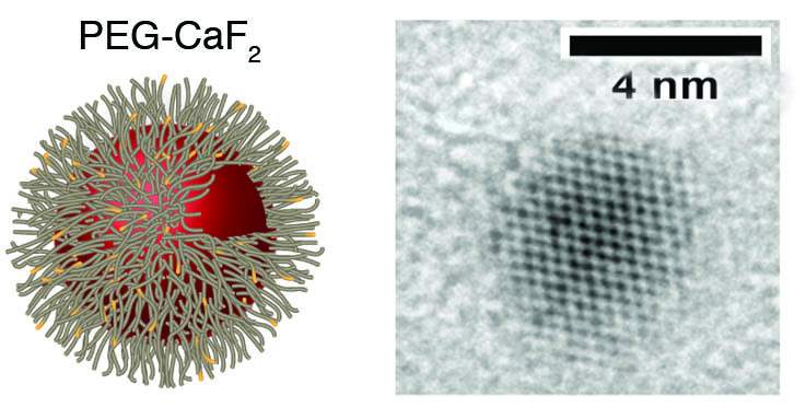 Schematic illustration of PEG-coated Calcium fluoride nanoparticle (left) and high-resolution electron microscope image of a single particle (right)