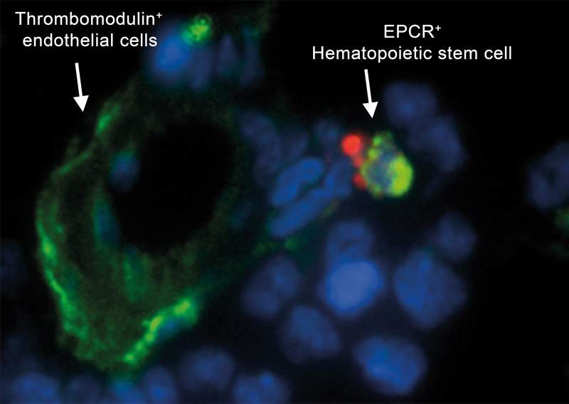 Bone marrow EPCR+ hematopoietic (blood-forming) stem cell in an anticoagulant niche