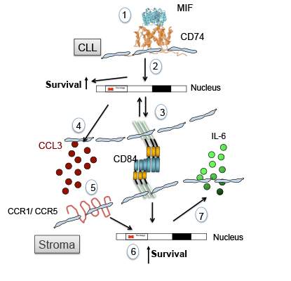 Leukemic (CLL) cell survival step by step: A signal from outside the cell (steps 1 and 2) leads to the overexpression of CD84 (3), which then affects the cell’s communication with surrounding cells, leading to changes in those cells, as well. In the next steps (4-6) CD84 activation leads to the survival of the stromal cells near the CLL cells and this (step 7), leads to the increased survival of the cancer cells