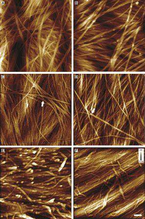 Cellulose fibers in the plant cell wall magnified 50,000 times by an atomic force microscope