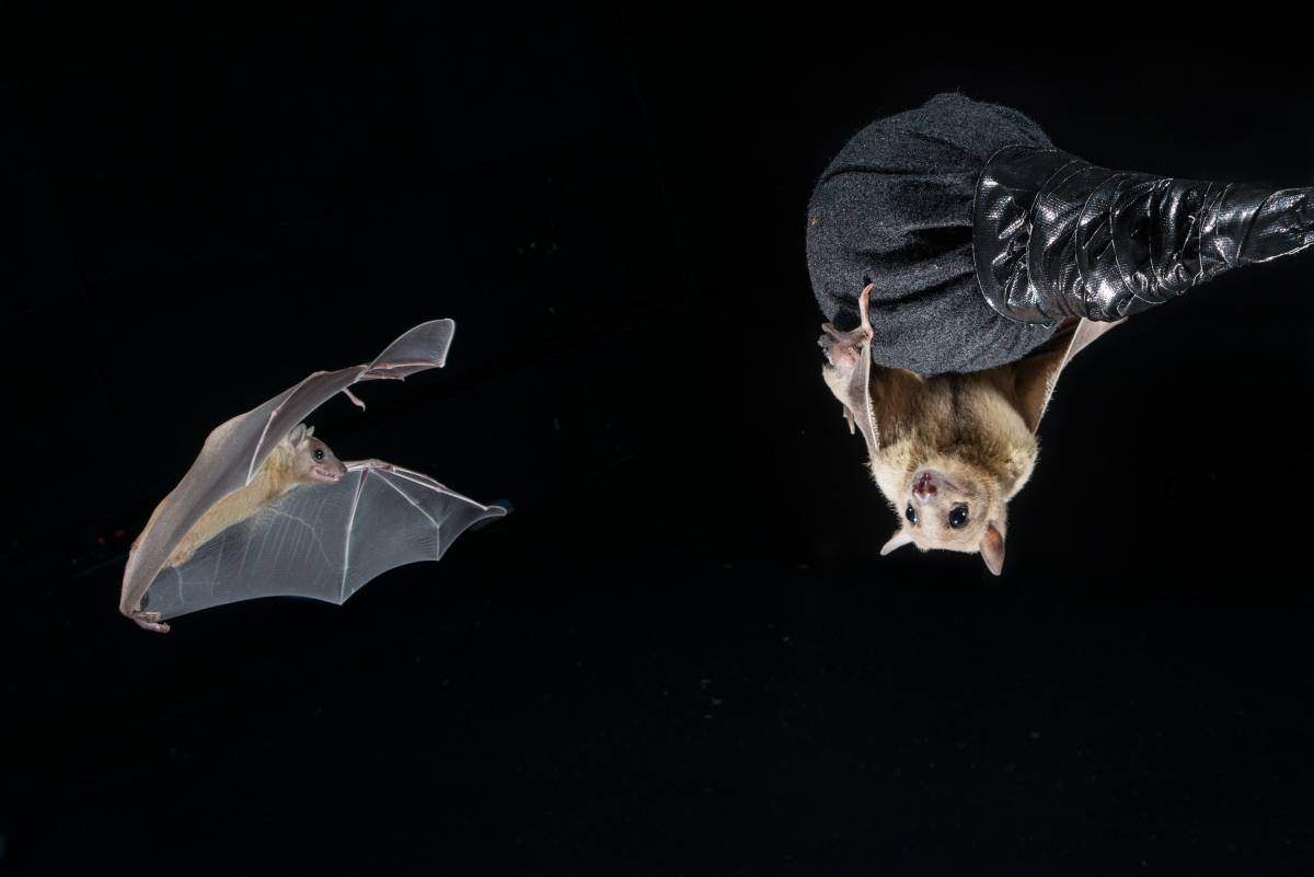 Bats in the lab of Prof. Nachum Ulanovsky demonstrate the existence of social place cells. Credit: Weizmann Institute of Science