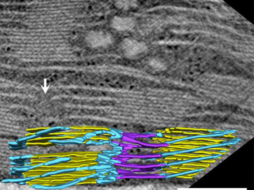Three-dimensional model of a plant photosynthetic membrane network (color) generated from electron microscope images. Stacked thylakoid domains (yellow) are surrounded by garage-like structures formed by alternating left-handed helical junctions (purple) and right-handed helices (blue)