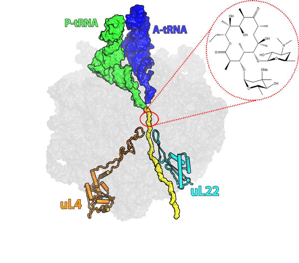 [ Antibiotic Resistance in 3D