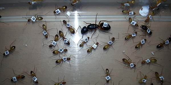 Ants were barcoded so each individual could be identified