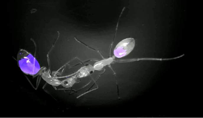 Fluorescent imagining shows food being passed from a forager ant to its nestmate