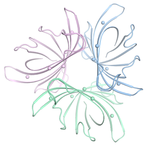 Three identical copies of a protein (in three colors) make up the trimer enzyme. Colored dots indicate amino acids that were altered to stabilize the structure