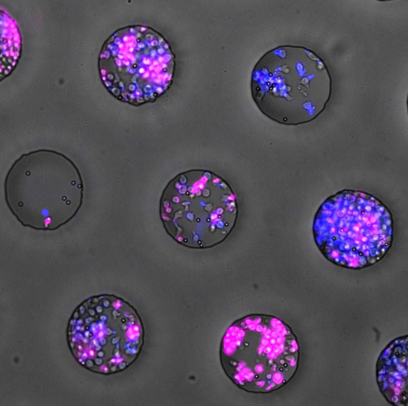 Cells grown in microwells with different number of cells in each. The density affects their differentiation into memory and effector types