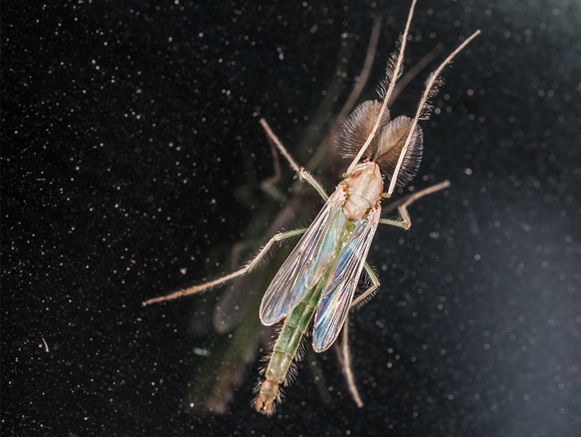 Midges like this can sometimes pair up as though attracted by an invisible bond