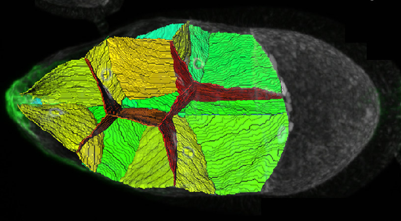 Computer reconstruction revealing the internal structure of the portion of a fruit fly embryo that a cluster of so-called border cells (green, extreme left) crosses from left to right