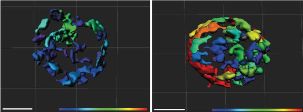  A three-dimensional reconstruction of the mitochondrial volume: The volume is larger (yellow and red) in blood-forming stem cells lacking MTCH2 (right), and relatively smaller (blue and green) in regular blood-forming stem cells 