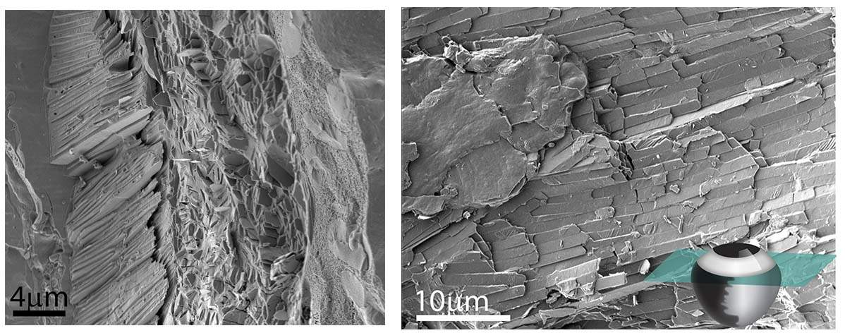 Cryo-SEM images of the zebrafish iris: (l) A cross-section reveals three distinct layers; (r) the top layer seen from above is composed of tiled crystals
