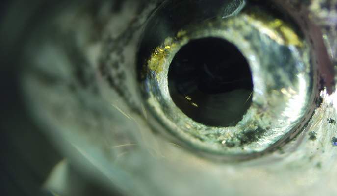 Closeup of a zebrafish eye shows the silvery coating on the iris