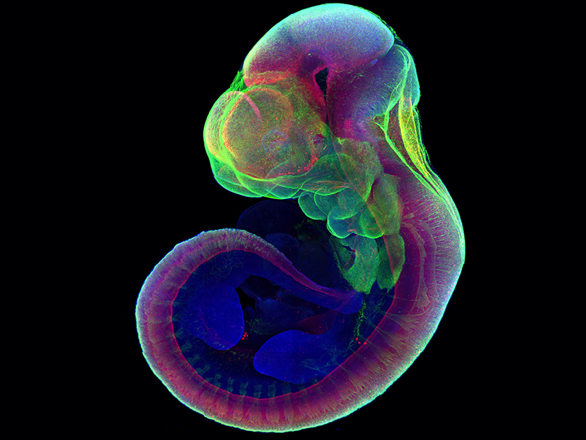 A mouse embryo grown six days outside the uterus is stained at the end point (day 11) for markers of development, revealing normal expression patterns of these markers