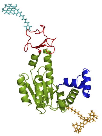 Antennae (beige and blue) on two edges of the enzyme reported on the protein's activity