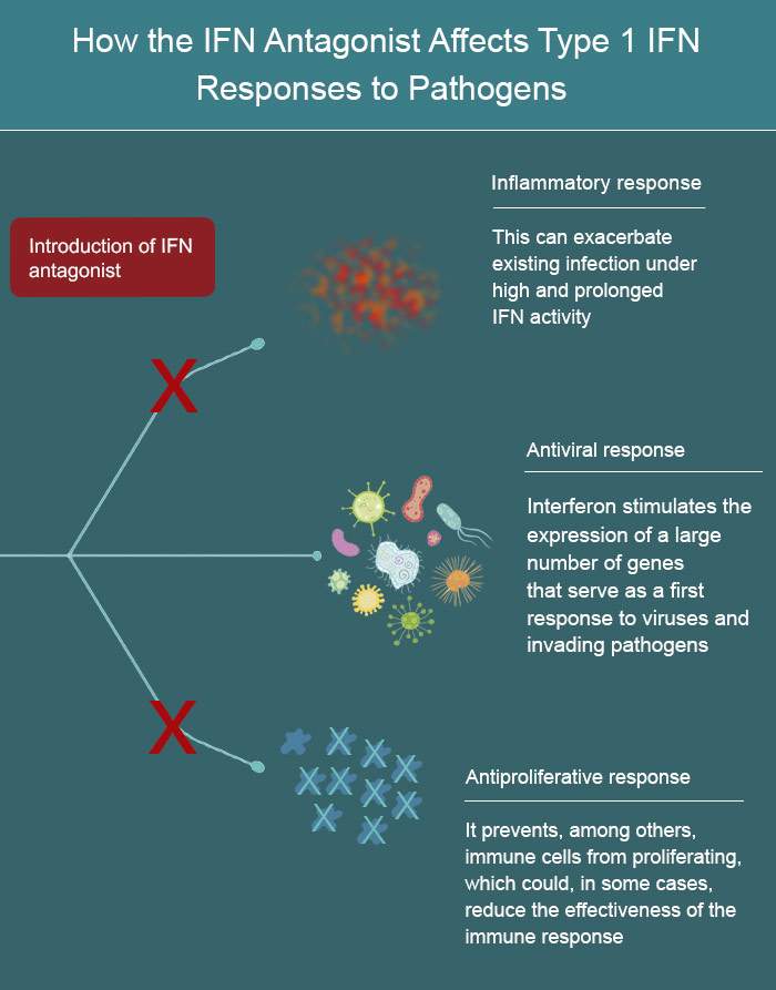 IFN antagonist infographic