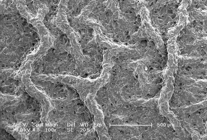 Bacillus cells were grown on solid biofilm medium at 30 °C for 72 hours in the presence of calcium. Cells were imaged by scanning electron microscopy. Mineral scaffolds are seen clearly between the bacterial cells 