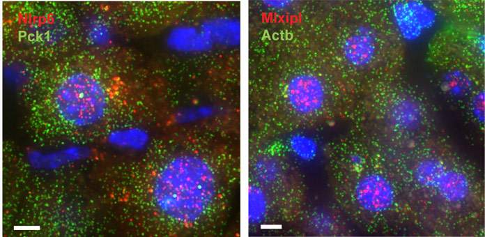 Nlrp6 and Mlxipl mRNA (red) are retained in liver cells’ nuclei, while Pck1 and Actb (green) have higher mRNA levels in the cytoplasm