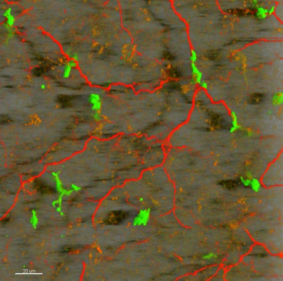 Characterization of macrophages (green) and axons (red) in brown adipose tissue (BAT) using two-photon fluorescence microscopy imaging