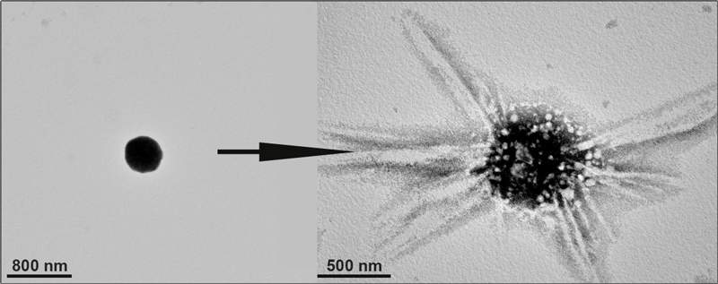 A cluster of gold nanoparticles (left), formed under exposure to ultraviolet light. The cluster can be disassembled (right), releasing molecules that were trapped in its nanoflasks. Viewed under a transmission electron microscope