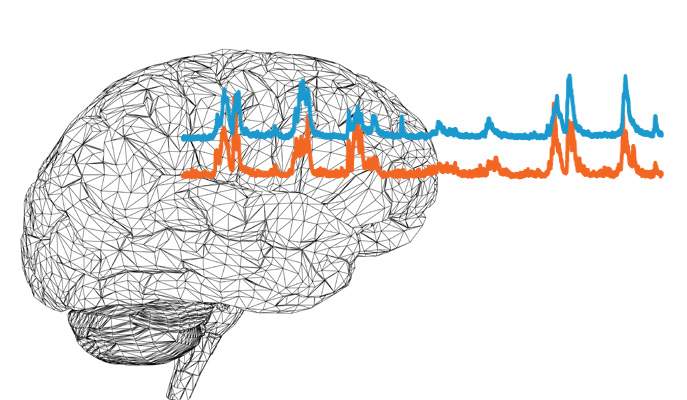 The pattern of activity generated in a pair of cortical brain cells when processing sensory stimulation is synchronized even when the response itself to repeated identical stimuli varies 