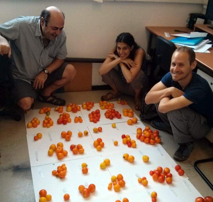 Prof. Avraham Levy (l) and his group sorting tomatoes. 