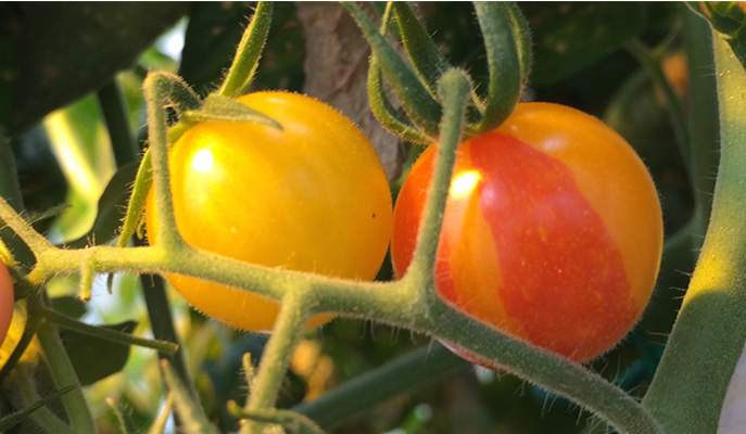 When the scientists induced a break in the gene coding for the synthesis of the red pigment lycopene, many tomato plants bore fruits that were yellow, whereas some of the fruits had yellow (mutant) and red (intact) sectors